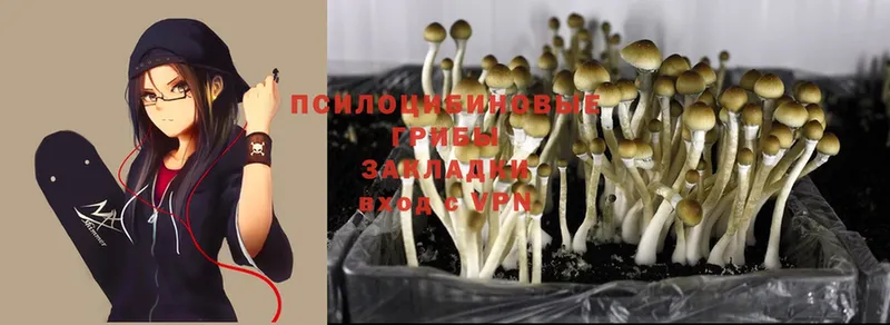 Галлюциногенные грибы Psilocybine cubensis Соликамск